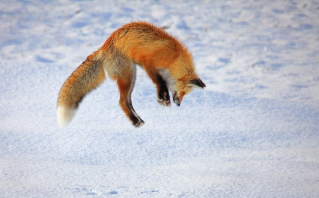 Чем питается лиса в природе &ndash; что едят лисицы в лесу кратко с примерами?