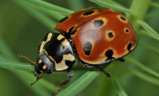Чем питаются божьи коровки &ndash; что едят в природе (2 класс, окружающий мир)