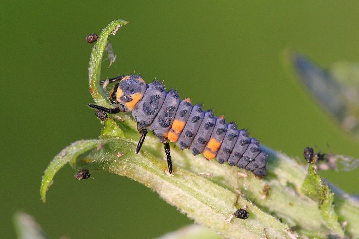 Чем питаются божьи коровки &ndash; что едят в природе (2 класс, окружающий мир)