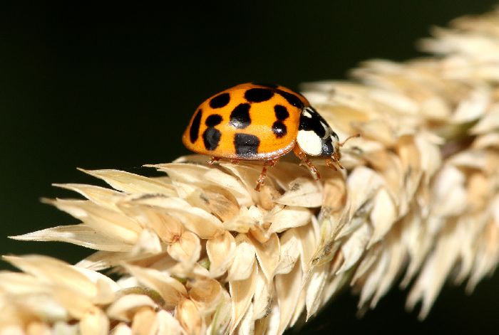 Чем питаются божьи коровки &ndash; что едят в природе (2 класс, окружающий мир)
