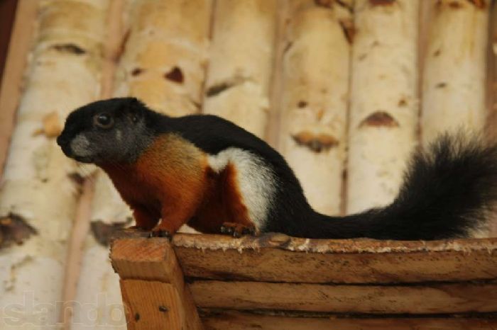 Что едят белки &ndash; чем питаются в лесу (в природе) (1 класс, окружающий мир)