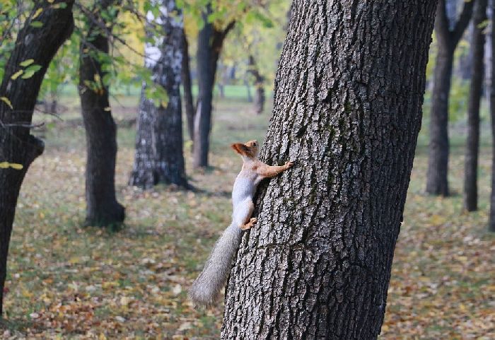 Что едят белки &ndash; чем питаются в лесу (в природе) (1 класс, окружающий мир)