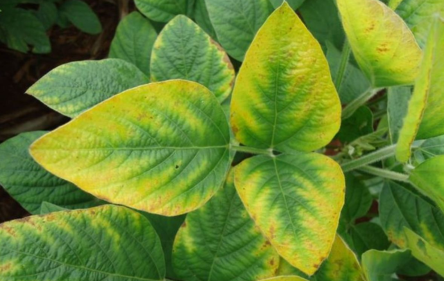 Что растения получают из почвы &ndash; кратко что берут (3 класс, окружающий мир)