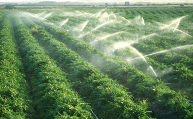 Что растения получают из почвы &ndash; кратко что берут (3 класс, окружающий мир)