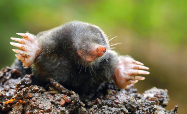 Что такое почва &ndash; что входит в состав, значение почвы для растений и свойства для доклада или сообщения (3 класс, окружающий мир)