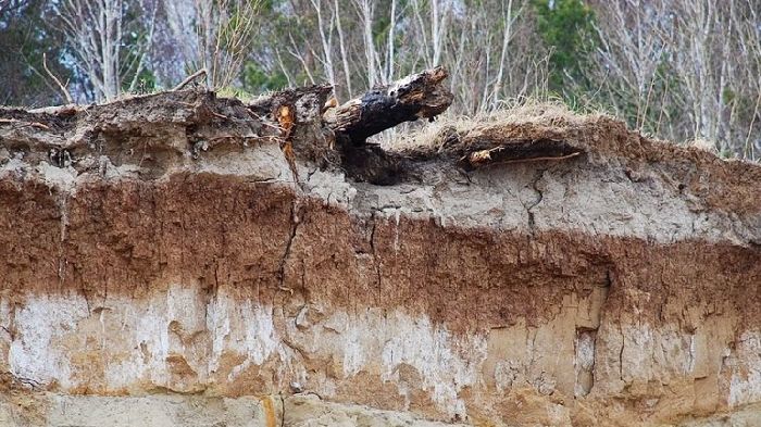 Что такое почва &ndash; что входит в состав, значение почвы для растений и свойства для доклада или сообщения (3 класс, окружающий мир)