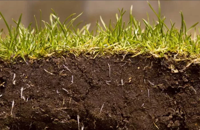 Что такое почва: состав и свойства