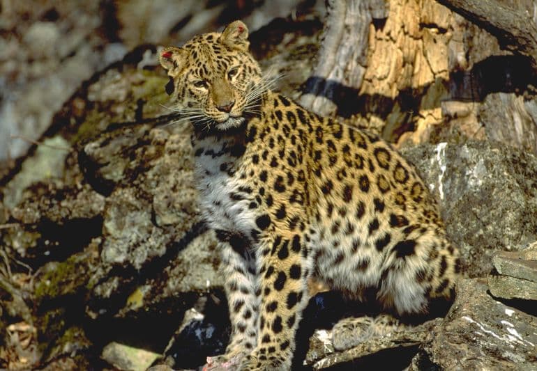 Дальневосточный леопард &mdash; краткое описание и характеристика животного для школьников