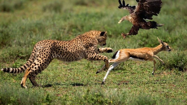 Дальневосточный леопард &mdash; краткое описание и характеристика животного для школьников