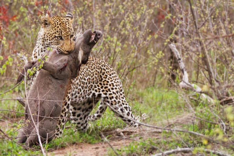 Дальневосточный леопард &mdash; краткое описание и характеристика животного для школьников