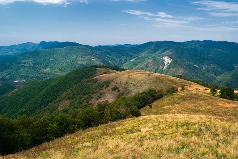Дальневосточный леопард &mdash; краткое описание и характеристика животного для школьников