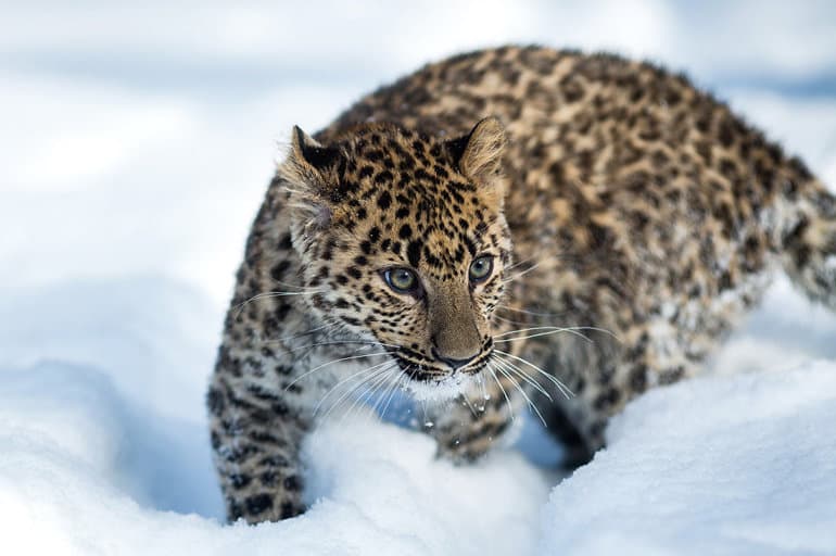 Дальневосточный леопард &mdash; краткое описание и характеристика животного для школьников