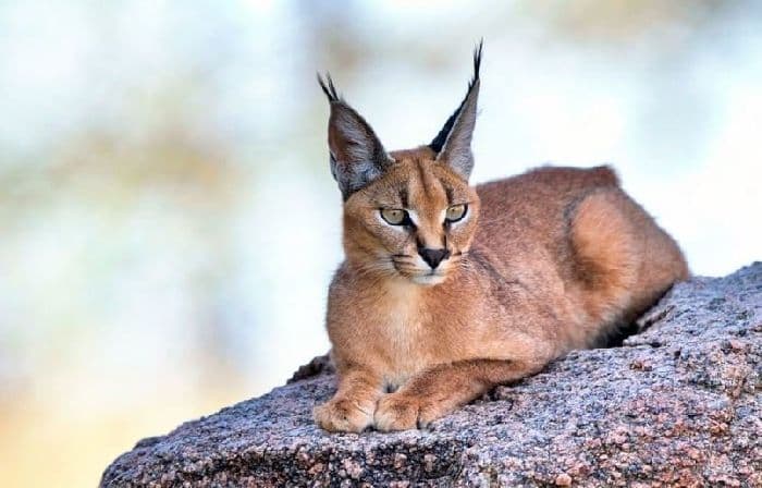 Дикие животные &ndash; какие бывают в Африке и России?