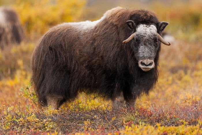 Дикие животные &ndash; какие бывают в Африке и России?