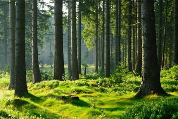 Дикорастущие и культурные растения, почему подразделяют (2 класс)