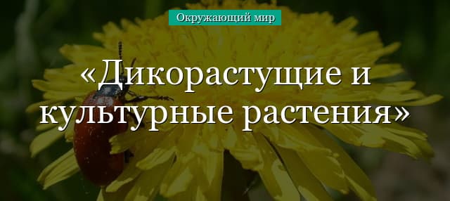 Дикорастущие и культурные растения, почему подразделяют (2 класс)
