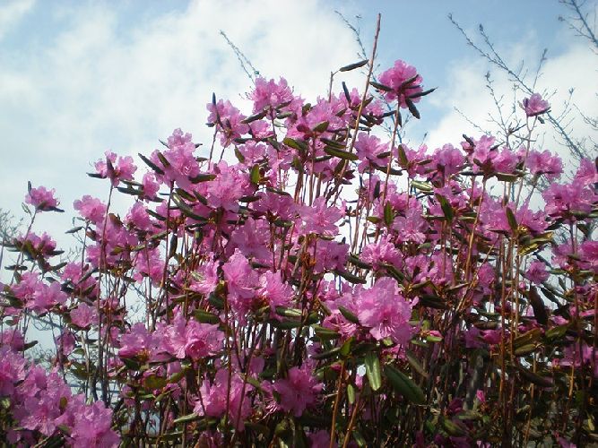 Дикорастущие растения &ndash; виды с примерами, их значение и определение кратко