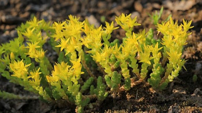 Дикорастущие растения &ndash; виды с примерами, их значение и определение кратко