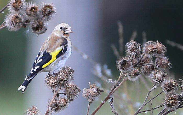 Дикорастущие растения &ndash; виды с примерами, их значение и определение кратко