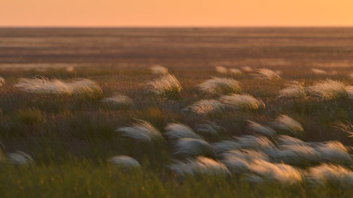 Дикорастущие злаки &ndash; виды и названия растений, список примеров кратко