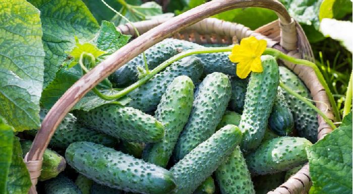 Для чего нужна вода человеку &ndash; кратко для детей (2 класс, окружающий мир)