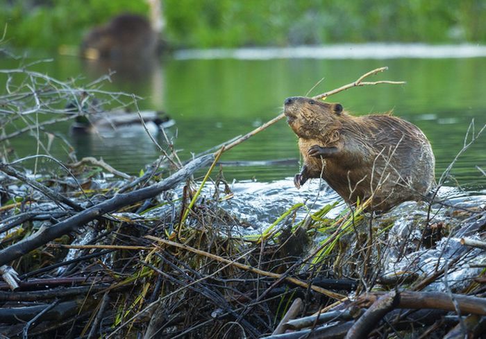 Для чего нужна вода животным &ndash; краткое описание для детей (2 класс, окружающий мир)