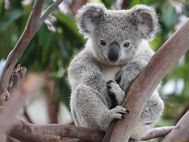 Для чего нужна вода животным &ndash; краткое описание для детей (2 класс, окружающий мир)