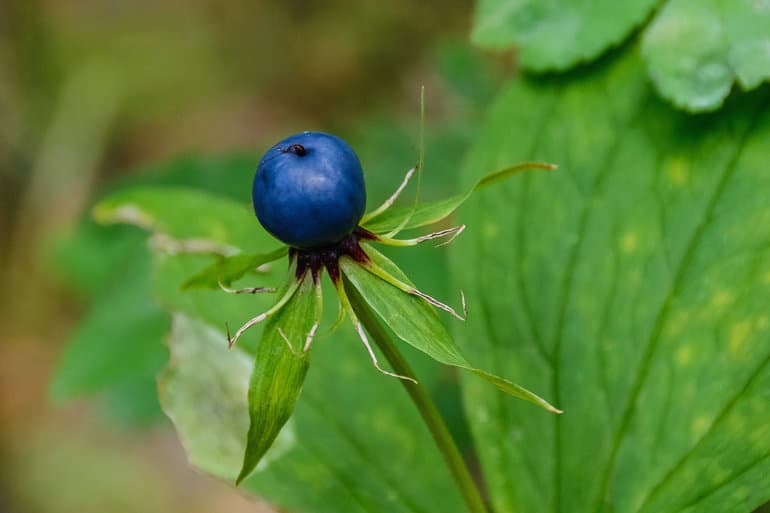 Доклад для 2 класса на тему: &laquo;Ядовитое растение вороний глаз&raquo;