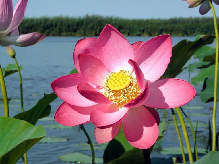 Доклад для 3 класса на тему: &laquo;Лотос орехоносный&raquo; &mdash; описание растения из Красной книги