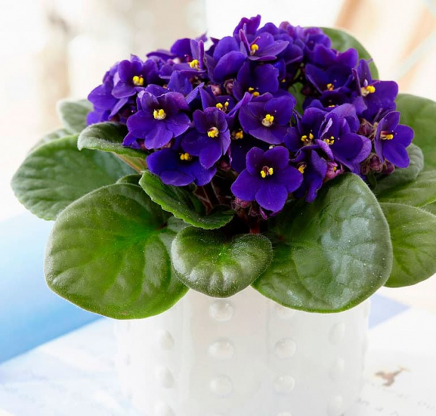 Доклад о фиалке по окружающему миру для учеников 2 класса