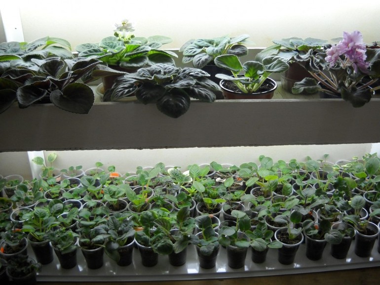 Доклад о фиалке по окружающему миру для учеников 2 класса