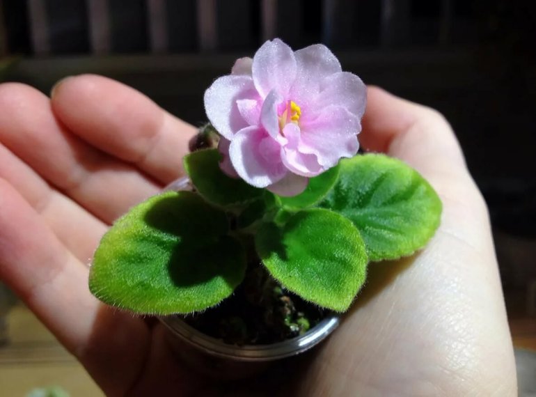 Доклад о фиалке по окружающему миру для учеников 2 класса