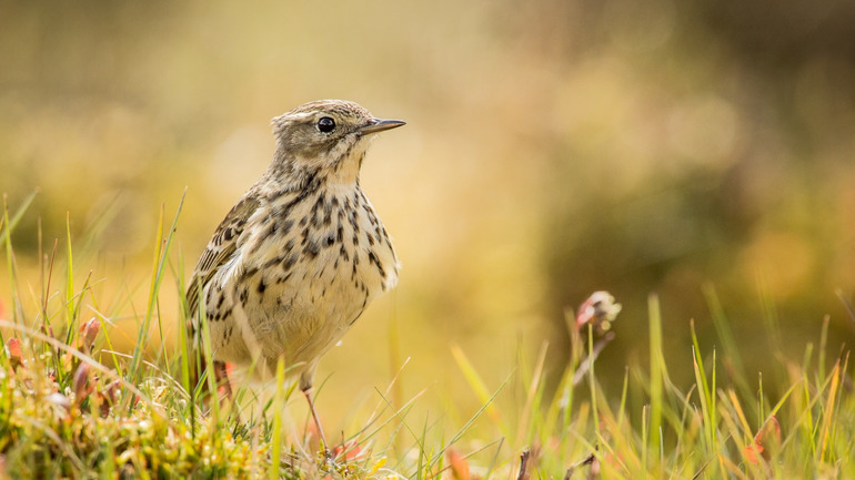 Доклад по окружающему миру на тему: «Луг — природное сообщество»
