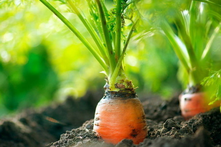 Доклад про морковь &mdash; описание, польза и вред культурного растения