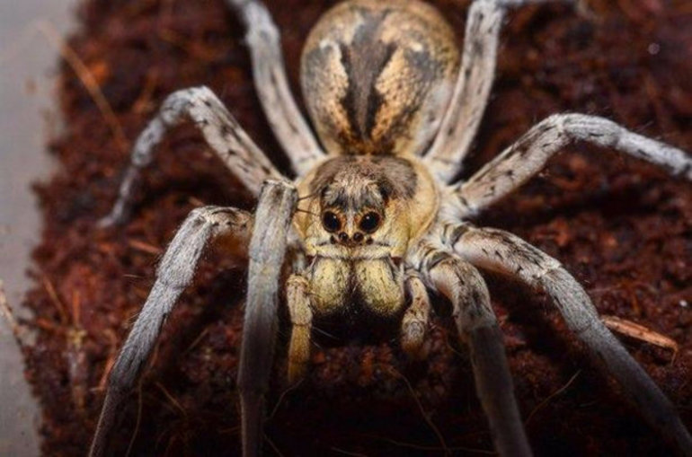 Доклад про тарантула &mdash; описание, строение и характеристика паука