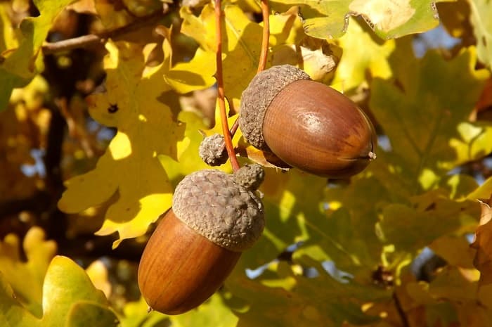 Дуб — описание, виды и характеристика для детей
