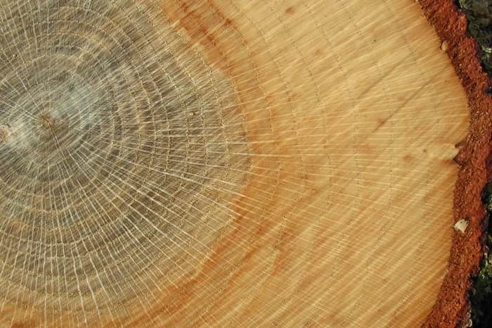 Дуб — описание, виды и характеристика для детей