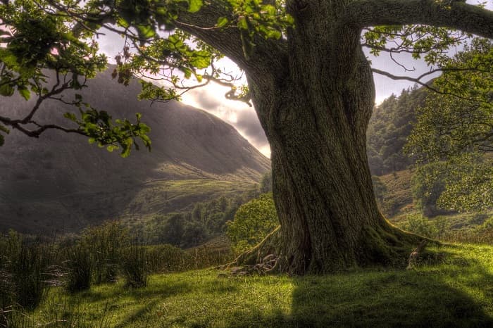 Дуб — описание, виды и характеристика для детей