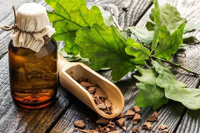 Дуб — описание, виды и характеристика для детей