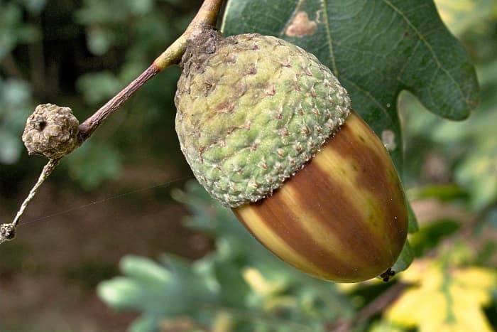 Дуб — описание, виды и характеристика для детей