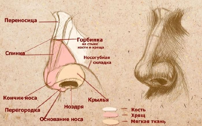 Дыхательная система человека (3 класс, окружающий мир)