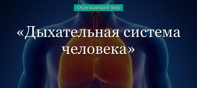 Дыхательная система человека (3 класс, окружающий мир)