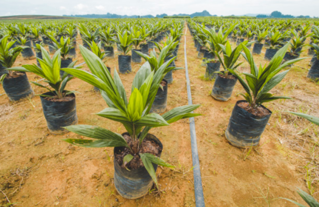 Экологические проблемы лесных зон в России &ndash; кратко (4 класс, окружающий мир)