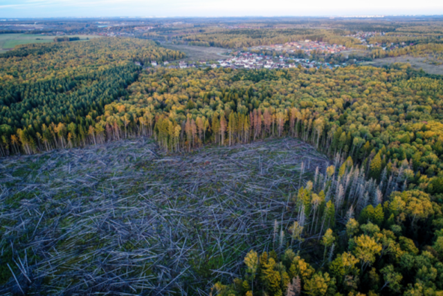 Экологические проблемы тайги в России  и пути их решения кратко (8 класс, география)