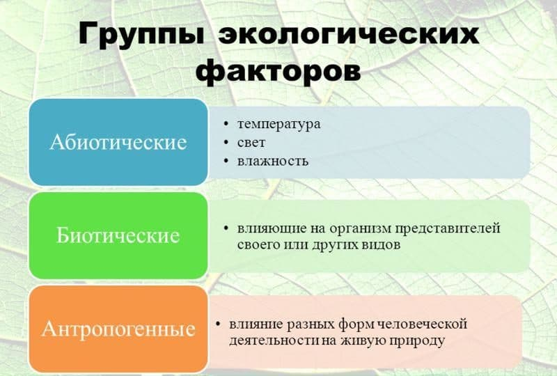 Экология — определение, виды, цели и задачи науки