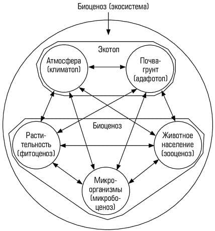 Экосистема — понятие, классификация, из каких частей состоит