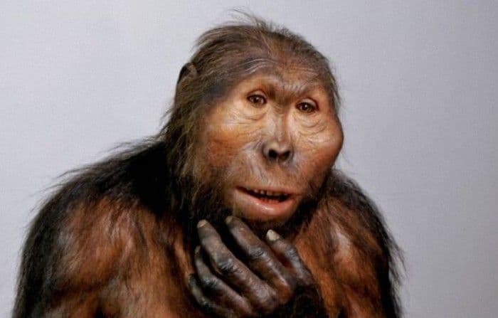 Этапы эволюции человека – основное в развитии