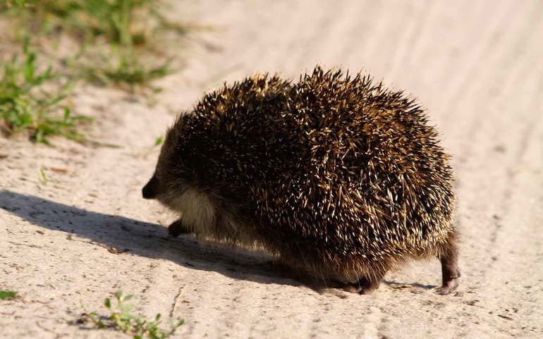 Еж обыкновенный &mdash; описание, среда обитания и продолжительность жизни животного