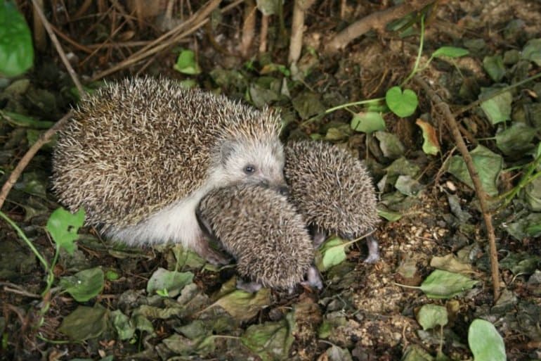 Еж обыкновенный &mdash; описание, среда обитания и продолжительность жизни животного