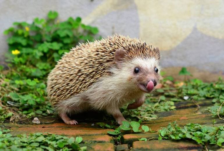 Еж обыкновенный &mdash; описание, среда обитания и продолжительность жизни животного